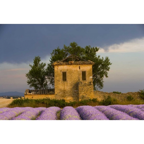 France, Provence Field of lavender and hut